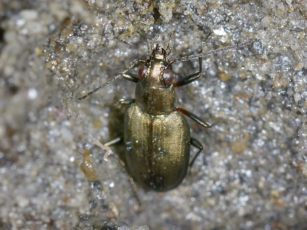 Odontium foraminosum